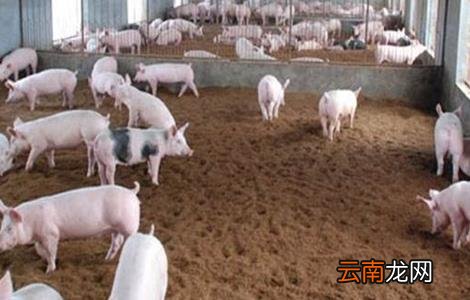 配制猪饲料的注意事项