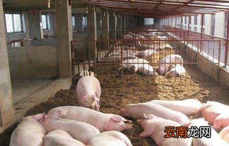 配制猪饲料的注意事项