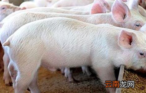 配制猪饲料的注意事项