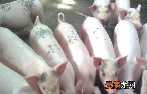 配制猪饲料的注意事项