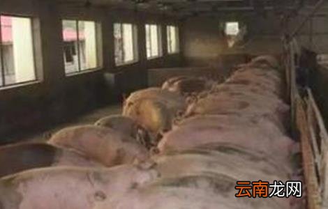 夏季养猪场蚊蝇防治方法