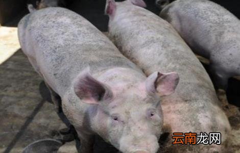 夏季养猪场蚊蝇防治方法