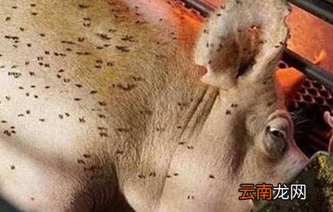 夏季养猪场蚊蝇防治方法