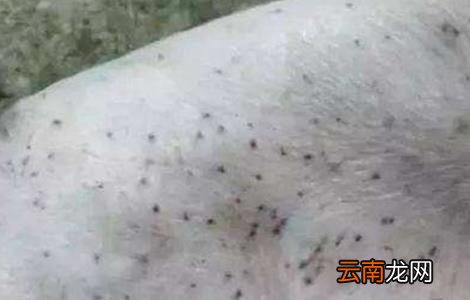 夏季养猪场蚊蝇防治方法
