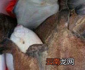 鼓眼鱼的功效与作用