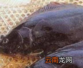 鼓眼鱼的功效与作用