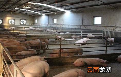 冬季猪舍潮湿怎么办