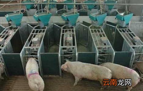冬季猪舍潮湿怎么办