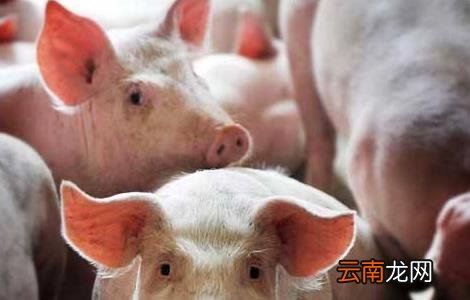 冬季猪舍潮湿怎么办