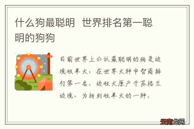 什么狗最聪明世界排名第一聪明的狗狗