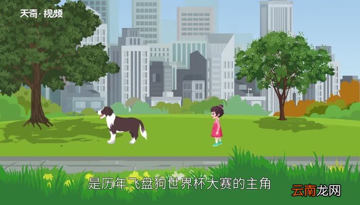 什么狗最聪明世界排名第一聪明的狗狗