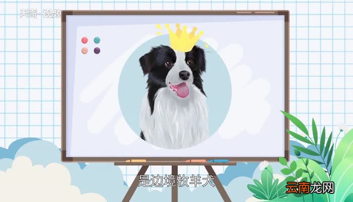 什么狗最聪明世界排名第一聪明的狗狗