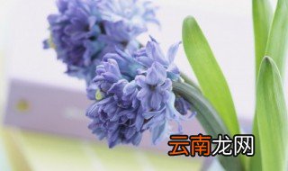 描写花的诗词 描写花的诗句