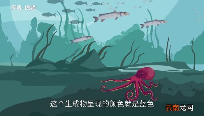 章鱼血是什么颜色 章鱼血的颜色是什么颜色的