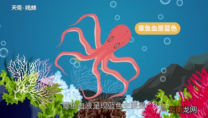 章鱼血是什么颜色 章鱼血的颜色是什么颜色的