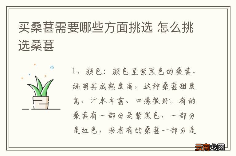 买桑葚需要哪些方面挑选 怎么挑选桑葚
