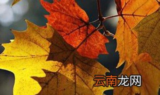 秋天的树叶作文400字 秋天的树叶作文范文
