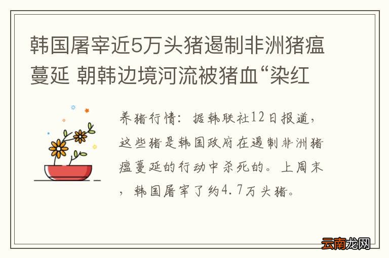 韩国屠宰近5万头猪遏制非洲猪瘟蔓延 朝韩边境河流被猪血“染红”
