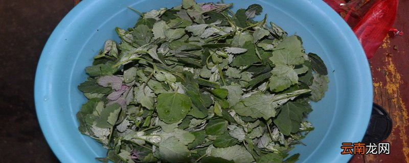 灰灰菜的功效和吃法 灰灰菜怎么吃