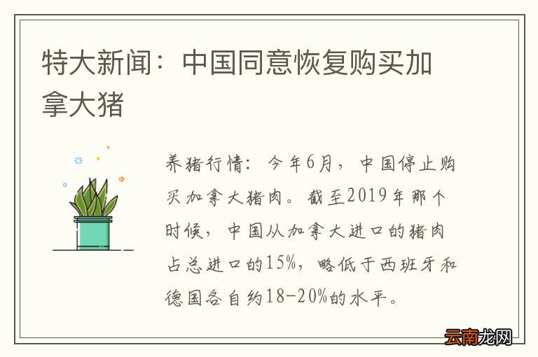 特大新闻：中国同意恢复购买加拿大猪