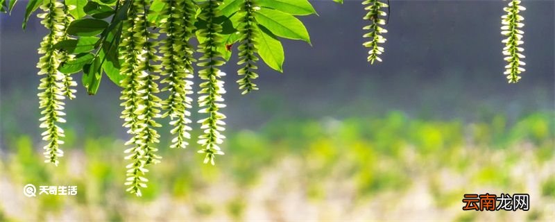 立夏的祝福语简短 关于立夏的简短祝福语