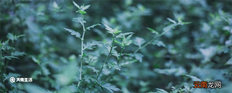 艾草的用法 艾草的用法有哪些