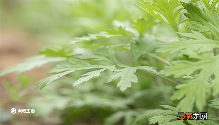 艾草的用法 艾草的用法有哪些