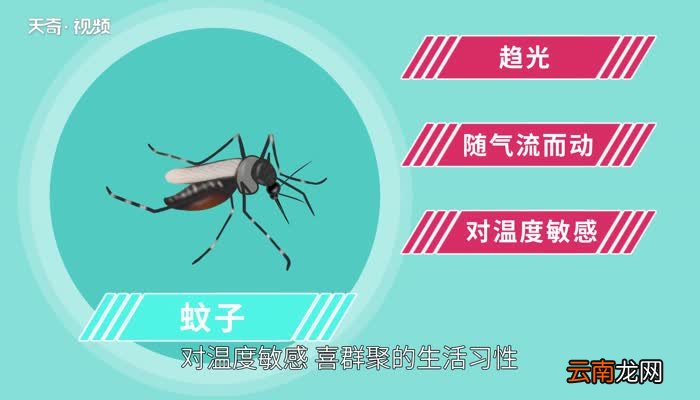 灭蚊灯是什么原理把蚊子杀死的 灭蚊灯的原理是什么