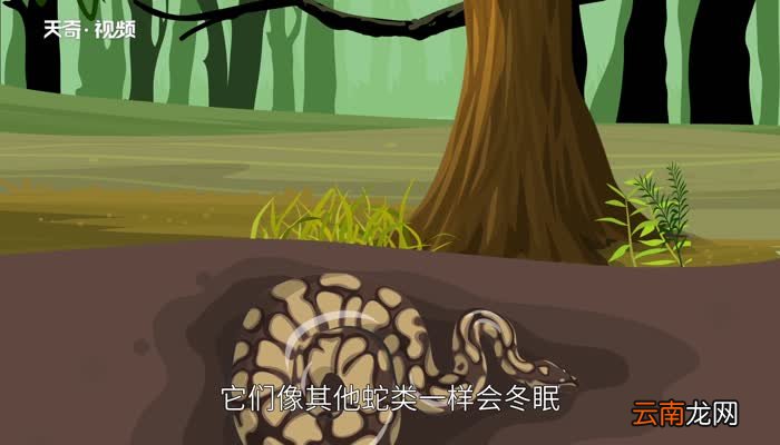 夏眠的动物有哪些 常见的夏眠的动物有哪些