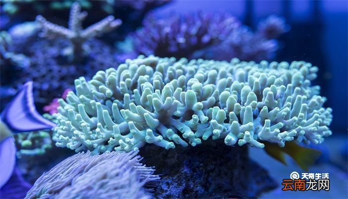 珊瑚是生物吗 珊瑚是生物吗为什么