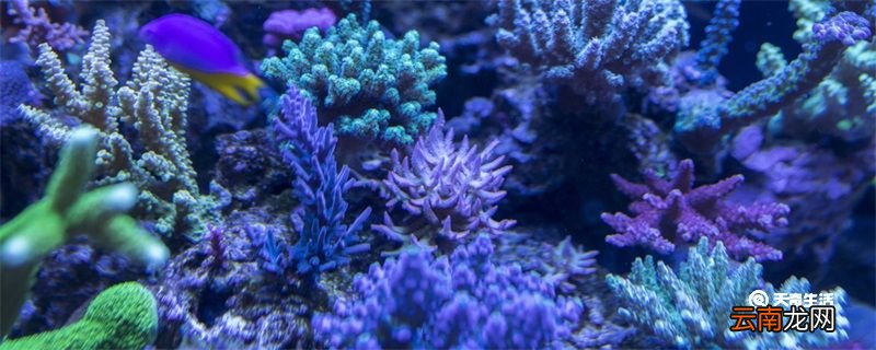珊瑚是生物吗 珊瑚是生物吗为什么