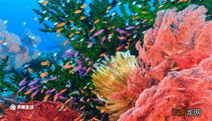 珊瑚是生物吗 珊瑚是生物吗为什么