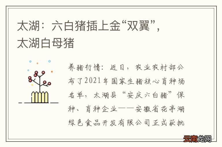 太湖：六白猪插上金“双翼”，太湖白母猪