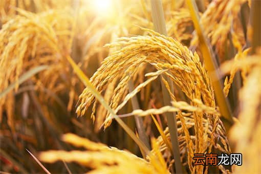 俄乌冲突伤亡人数 俄乌冲突