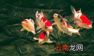 锦鲤饲养的9个窍门 养鱼人必知
