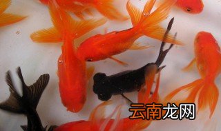 金鱼一周不喂食会死吗 长期外出需注意