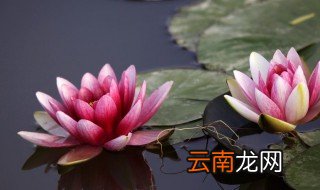 玉雪窍玲珑指的是哪个东西 玉雪窍玲珑写的是什么花