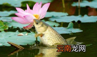 深秋专攻大草鱼饵料配方 深秋专攻大草鱼饵料配方是什么