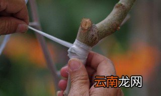 果树接枝方法 来看看吧