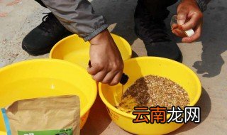 怎样自制鲢鳙饵料 如何自制钓鲢鳙鱼的饵料