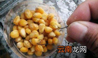 老玉米钓鲤鱼制作方法 具体操作方法如下