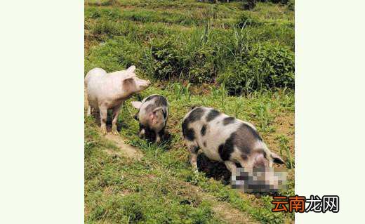 杨理山：饲养石头猪 喜奔致富路
