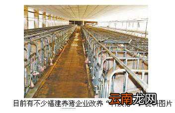 福建生猪养猪大部分企业改养“科技猪”