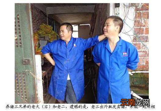 广东省清新县商塘三兄弟合伙养猪致富