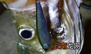鱼饵能钓什么鱼 主攻饵料状态饵料添加剂
