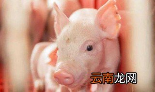 新玉米能喂猪吗 新玉米不能喂猪的原因
