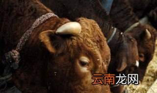牛饲料配方表 原来是这样的