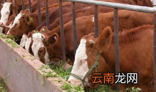 养牛最忌讳什么地方 养牛行业最忌讳什么