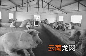 豆浆喂猪“豆浆猪”--李连科 豆浆能喂猪吗