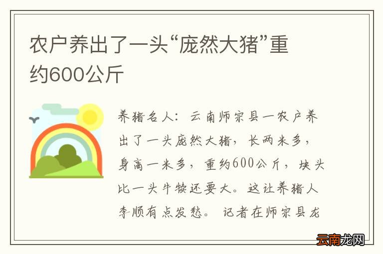 农户养出了一头“庞然大猪”重约600公斤